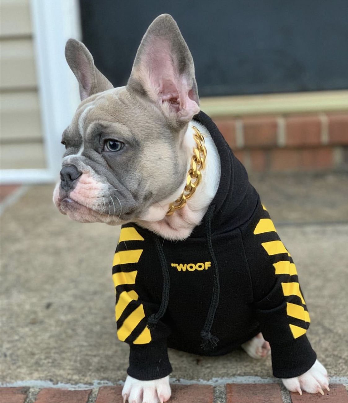 Fresh Pawz Woof Dog Hoodie
