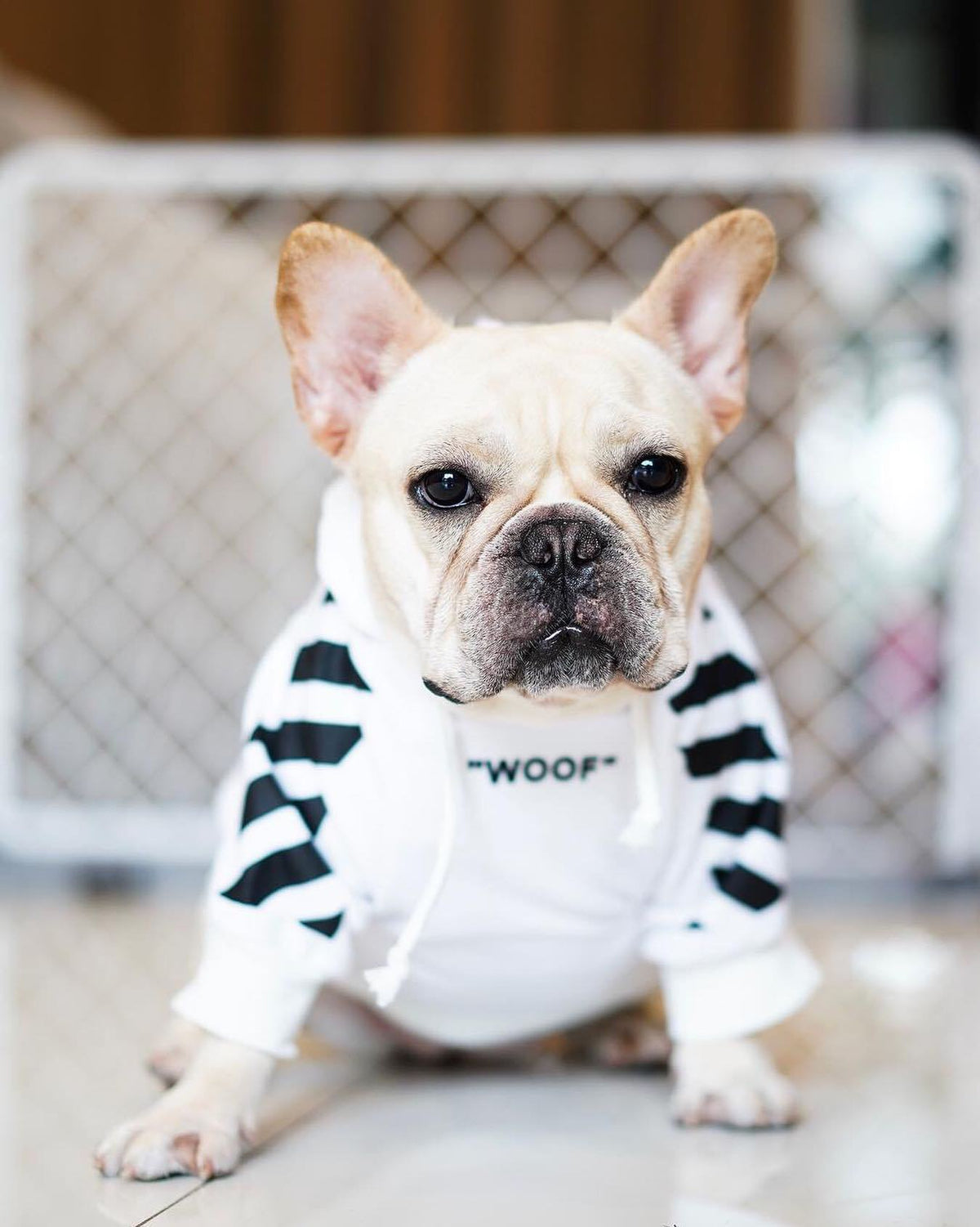 Fresh Pawz Woof Dog Hoodie